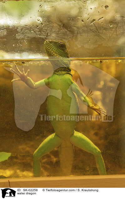 Wasseragame / water dragon / SK-02258