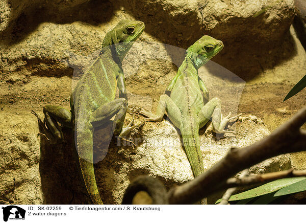 2 Wasseragamen / 2 water dragons / SK-02259