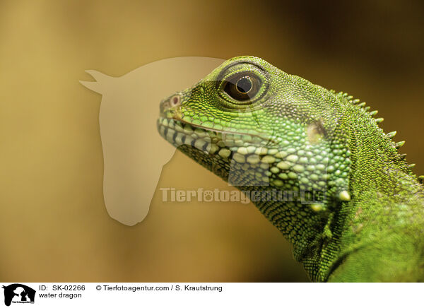 water dragon / SK-02266