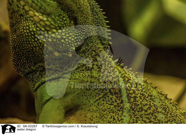 Wasseragame / water dragon / SK-02267