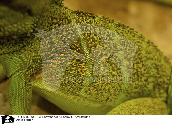 Wasseragame / water dragon / SK-02268
