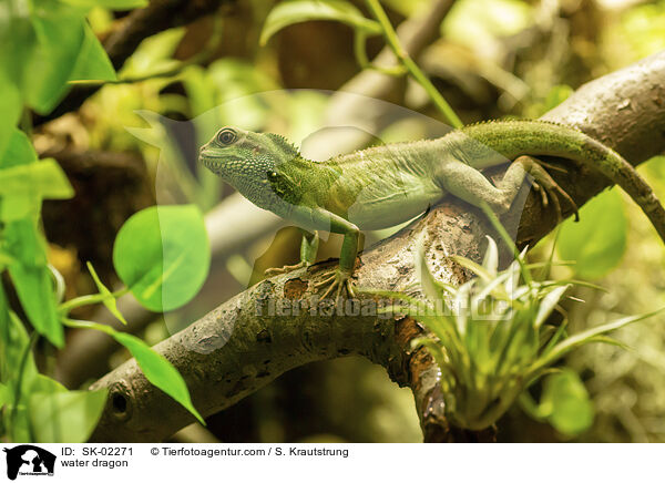 Wasseragame / water dragon / SK-02271