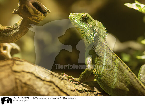 Wasseragame / water dragon / SK-02277