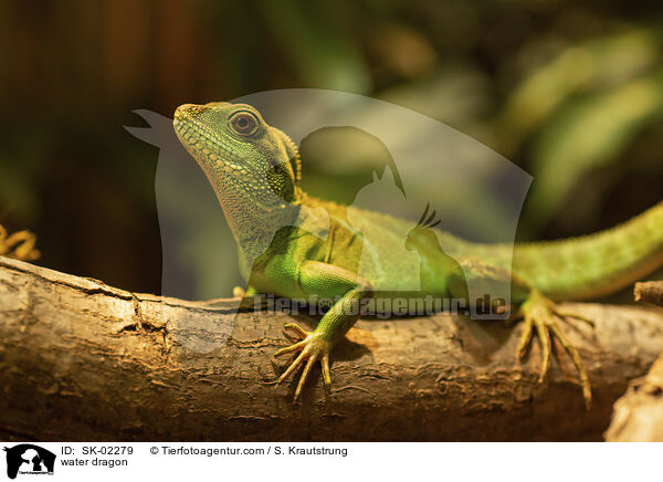 water dragon / SK-02279