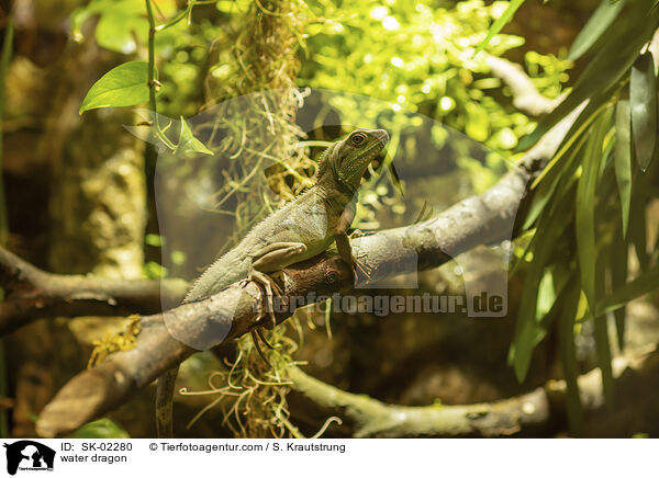 Wasseragame / water dragon / SK-02280