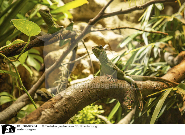 Wasseragame / water dragon / SK-02284