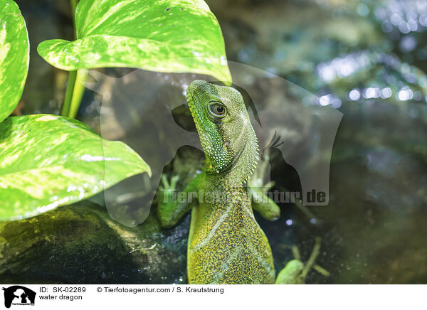 Wasseragame / water dragon / SK-02289