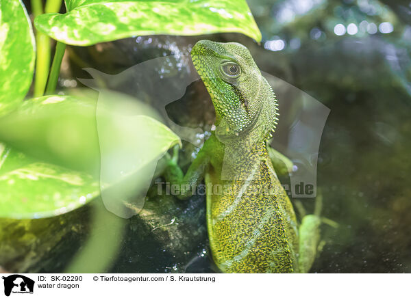 Wasseragame / water dragon / SK-02290