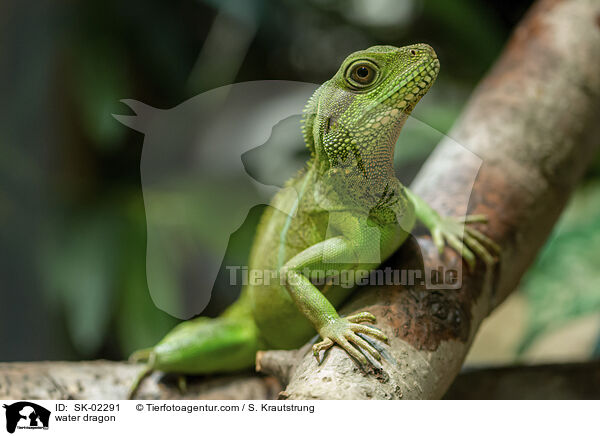 Wasseragame / water dragon / SK-02291