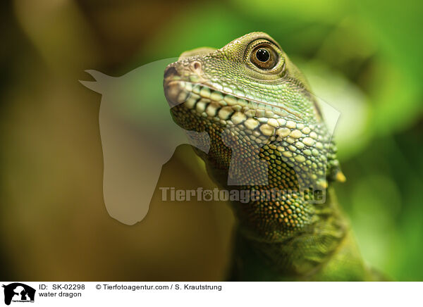 Wasseragame / water dragon / SK-02298