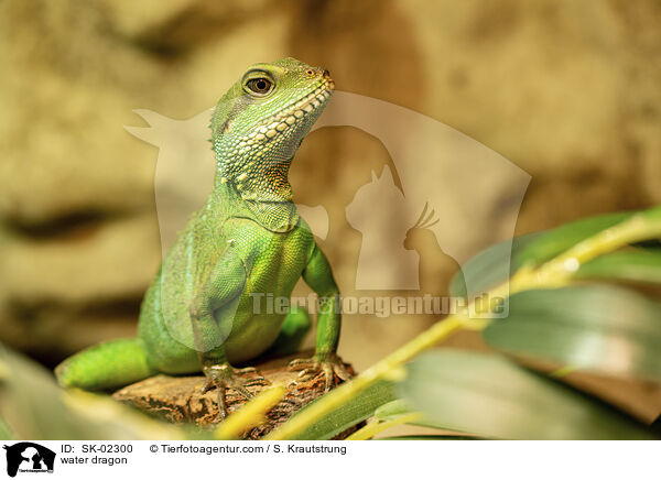 Wasseragame / water dragon / SK-02300