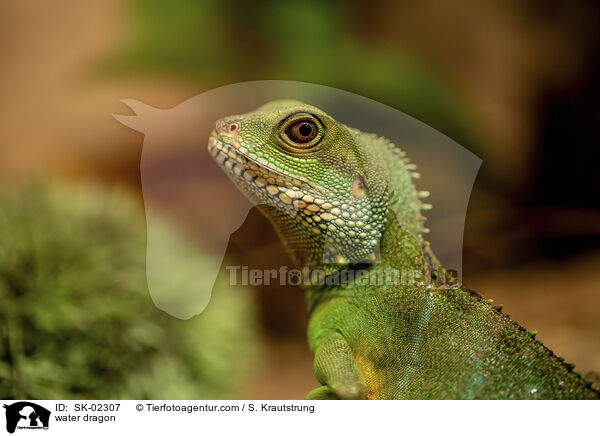 Wasseragame / water dragon / SK-02307
