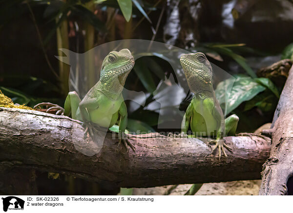 2 Wasseragamen / 2 water dragons / SK-02326