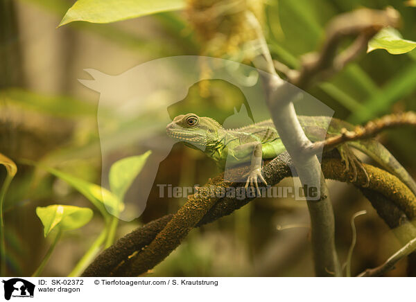 Wasseragame / water dragon / SK-02372