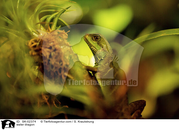 Wasseragame / water dragon / SK-02374