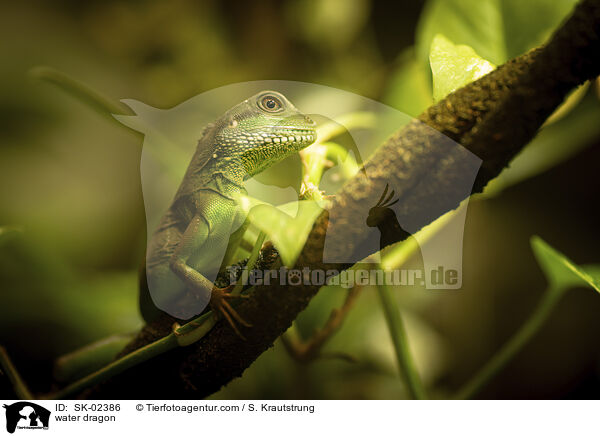 Wasseragame / water dragon / SK-02386