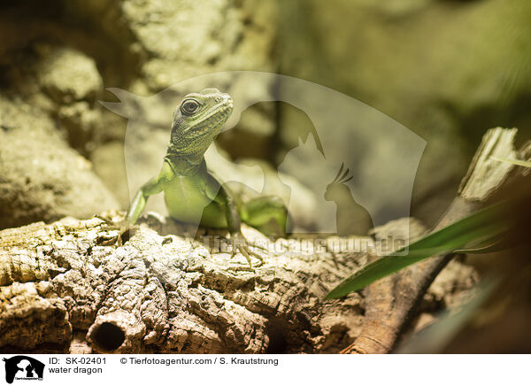 Wasseragame / water dragon / SK-02401