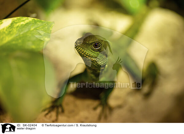 Wasseragame / water dragon / SK-02404