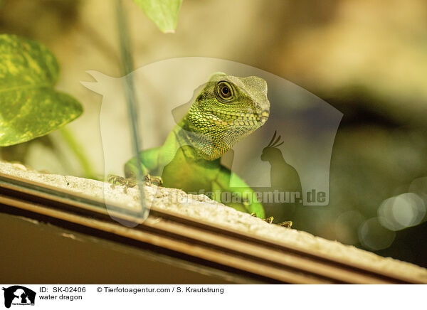 Wasseragame / water dragon / SK-02406