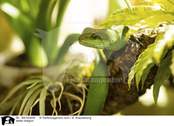 Wasseragame / water dragon / SK-02409