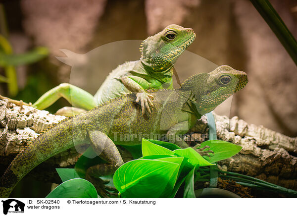 Wasseragamen / water dragons / SK-02540