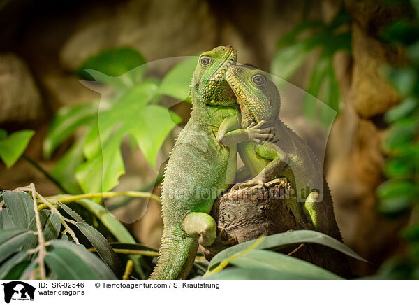 Wasseragamen / water dragons / SK-02546