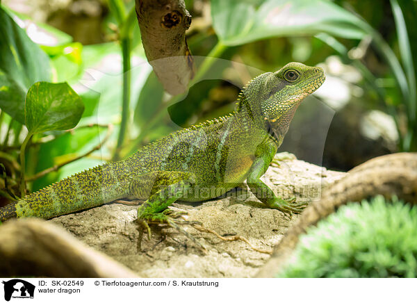 Wasseragame / water dragon / SK-02549