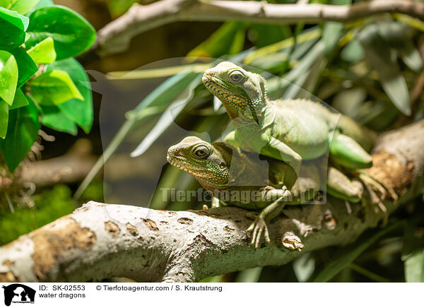 Wasseragamen / water dragons / SK-02553