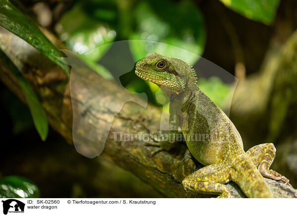 Wasseragame / water dragon / SK-02560