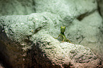 water dragon