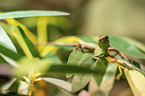 water dragon