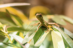 water dragon