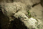 water dragon