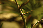 water dragon