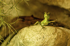 water dragon