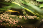 water dragon