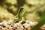 water dragon
