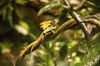 water dragon