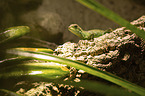 water dragon