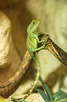 water dragon