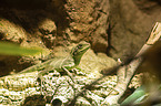 water dragon