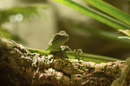 water dragon