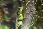 water dragon