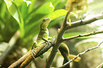 water dragon
