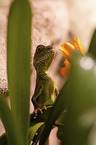 water dragon