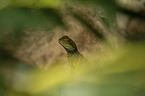 water dragon