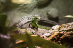 water dragon