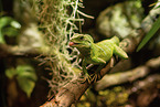 water dragon
