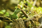 water dragon