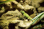 2 water dragons